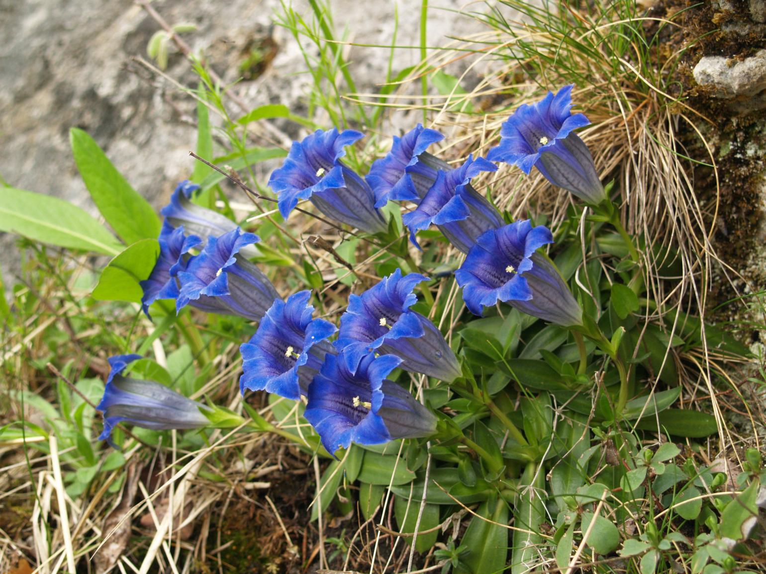 Gentian of the Causse